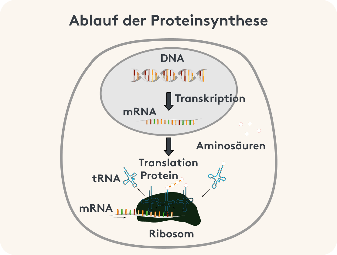 Grafische Darstellung der Proteinsynthese innerhalb der Zelle