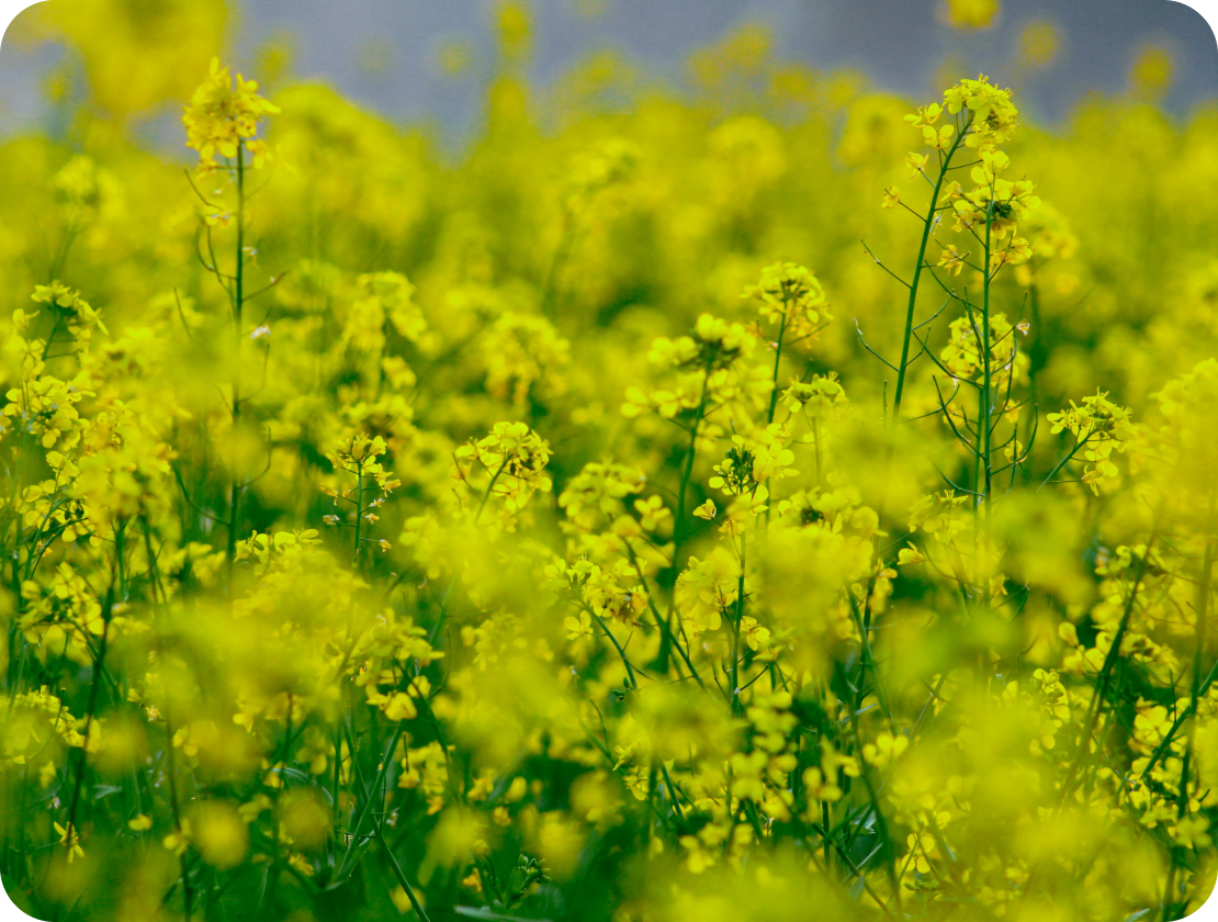 Canola oil ALA, alpha-linolenic acid