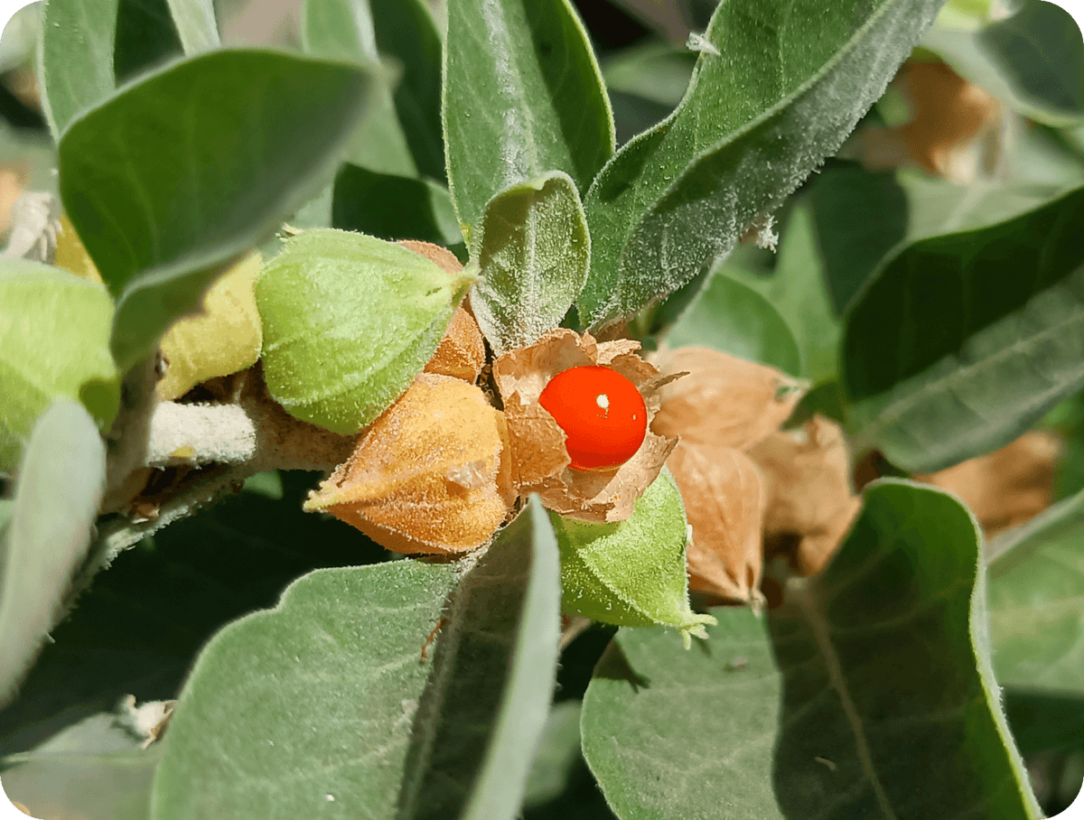 Ashwagandha (Aschwaganda), Pflanzenstoff, Adaptogen