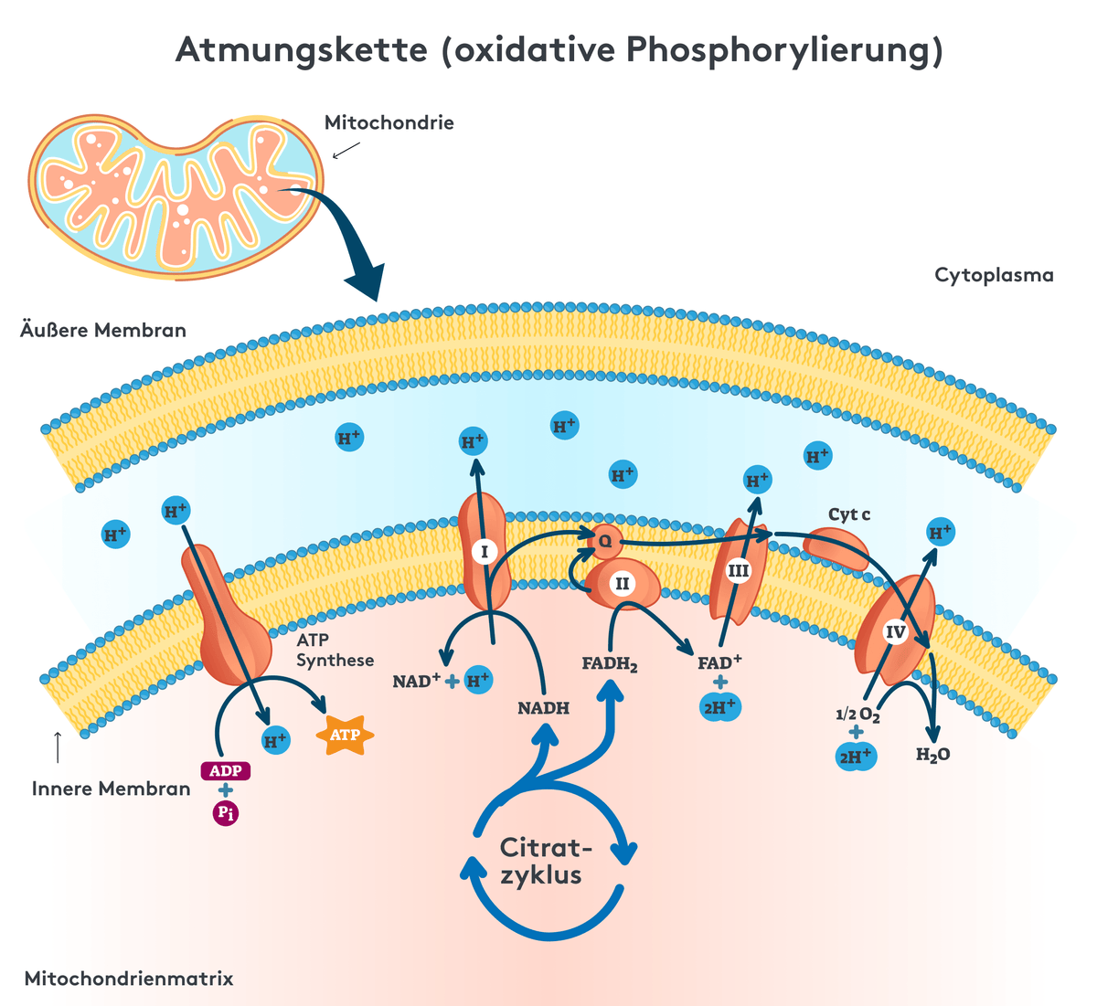 Citratzyklus NADH, FADH2 aus Acetyl-CoA, Infografik, illustration