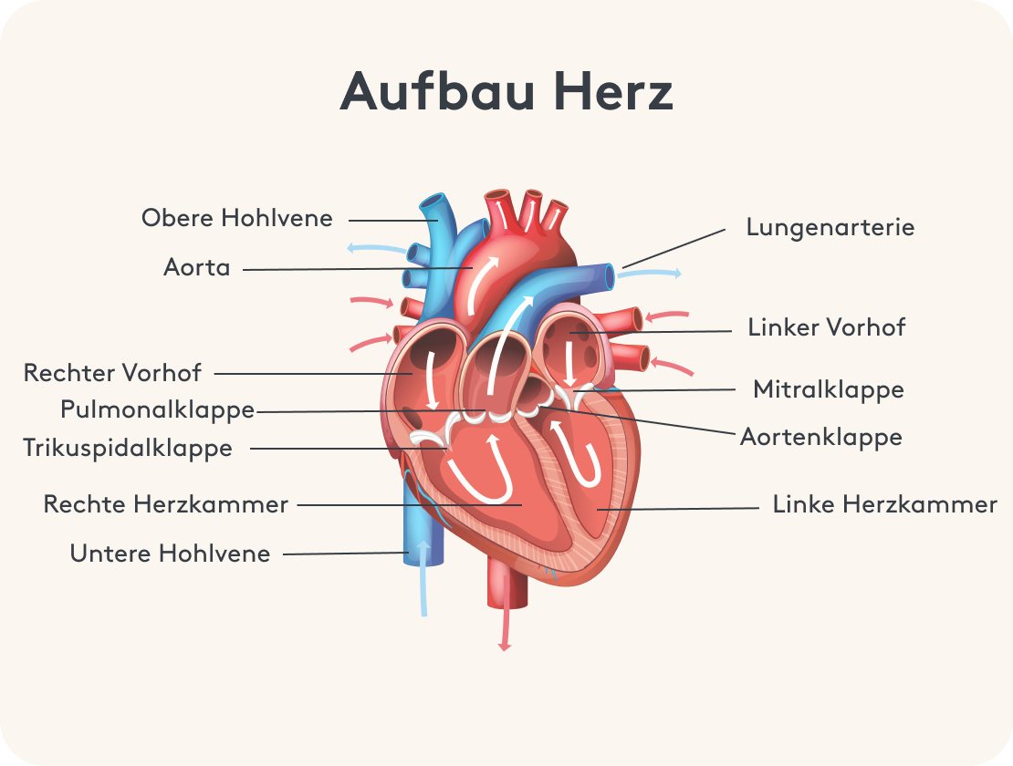 Aufbau Herz, Herzstruktur Bild