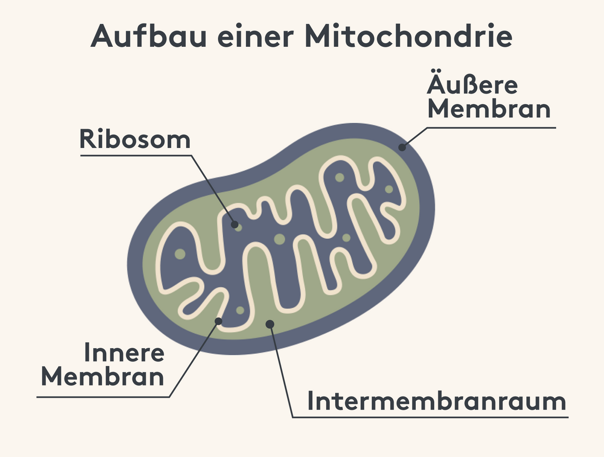 Aufbau eines Miochondriums mit Doppelmembran