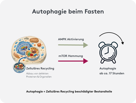 Autophagie beim Intervallfasten, Grafik, Ablauf, mTOR Hemmung,