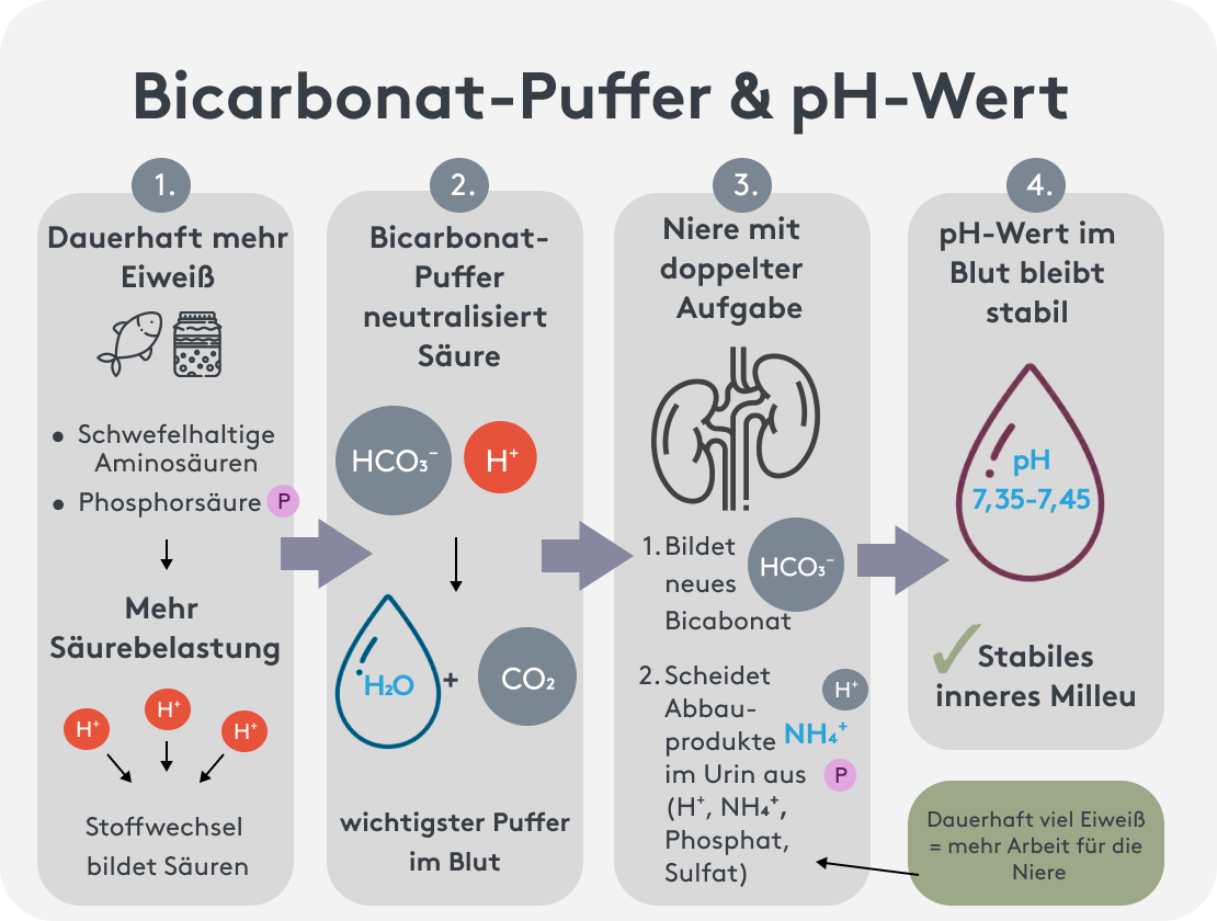 Bicarbonat-Puffer und pH-Wert, leicht erklart