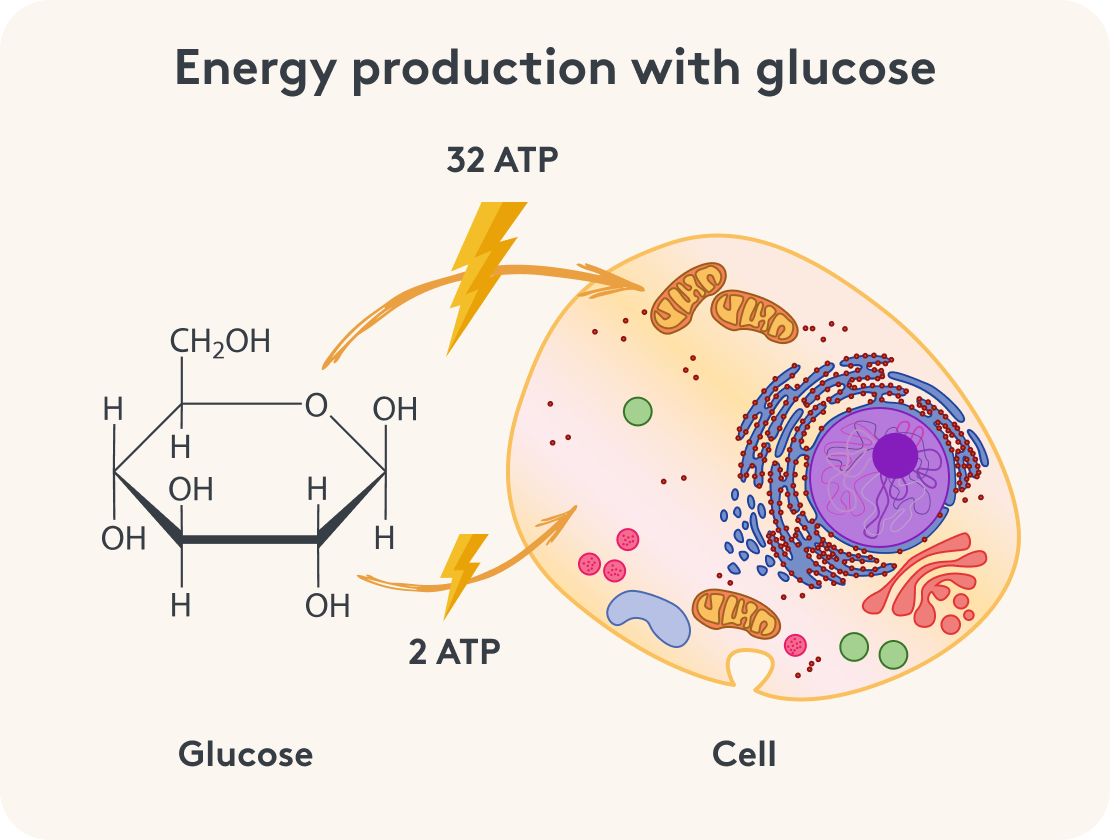 Energy production glucose, 2 ATP, 32 ATP, cell image