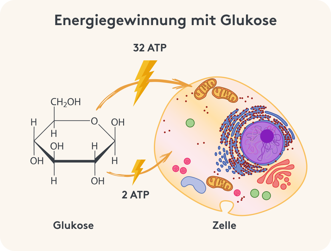 Energiegewinnung Glukose, 2 ATP, 32 ATP, Zelle Bild