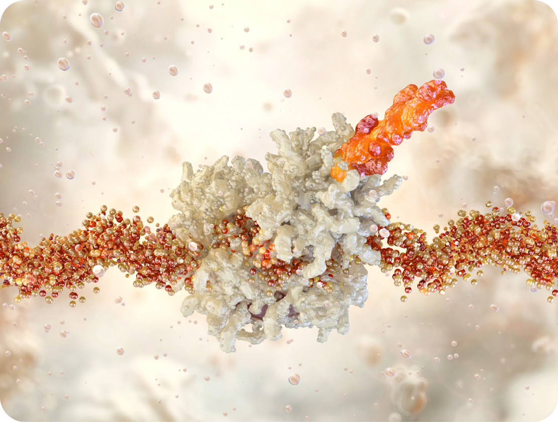 Exome Aminosäuren MITOcare Bild