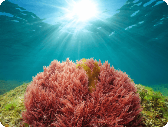 Astaxanthin, a Red Marine Algae: Benefits and UV Protection