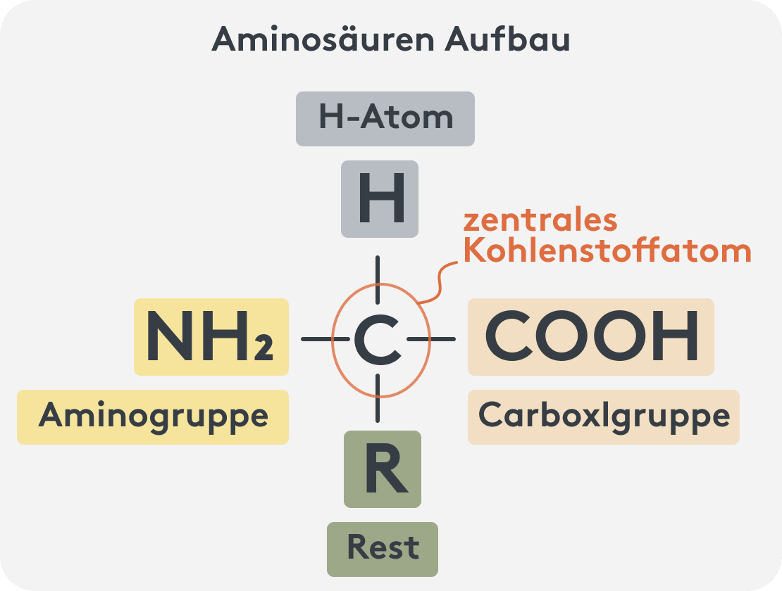 Aufbau von Aminosäuren Infographic