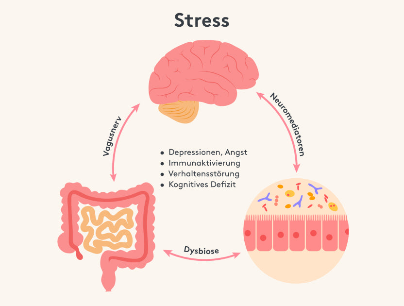 Intestine Brain Axis Vagus Nerve Explanation Function