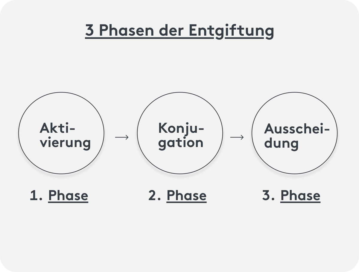 Aktivierung, Konjugation & Ausscheidung, die 3 Phasen der Entgiftung des Körpers