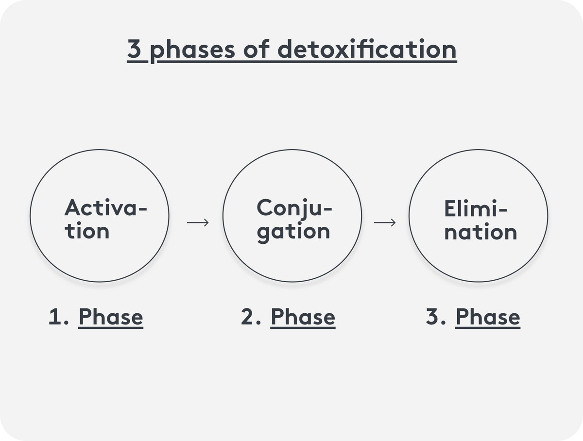 Activation, conjugation &amp; elimination, the 3 phases of detoxification of the body