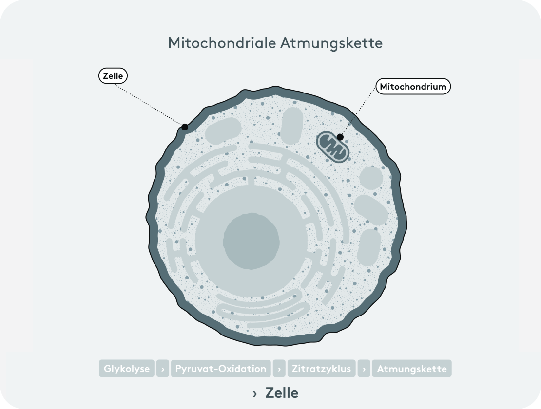 Mitochondriale Atmungskette, Zelle, Mitochondrium Darstellung
