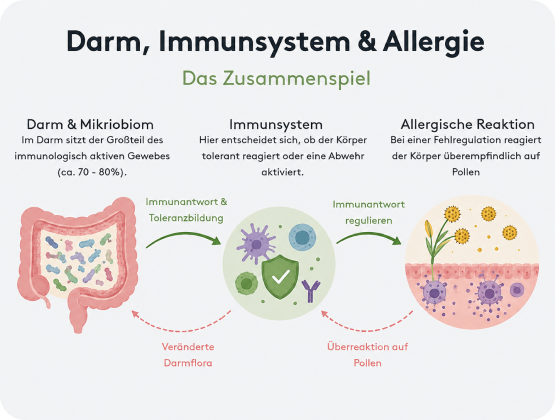 Grafik Zusammenspiel Darm, Immunsystem und Allergie, mikrobiom