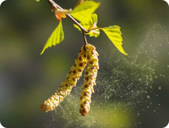 Birke, Pollen bei einer Pollenallergie