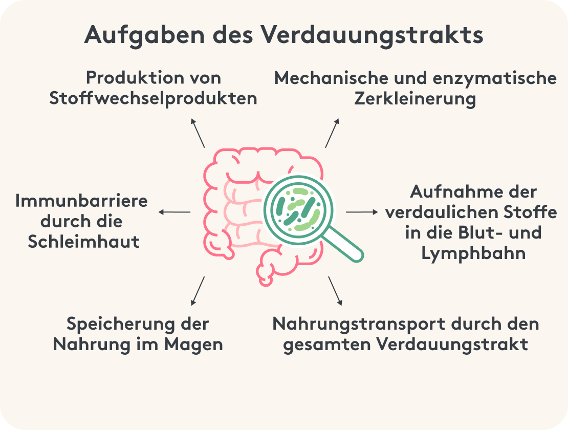 Aufgaben des Verdauungstrakts Infografik