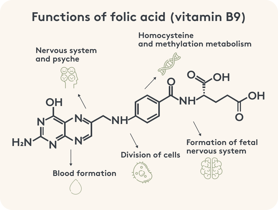 B9 Folic acid, functions, infographic, B vitamins, image