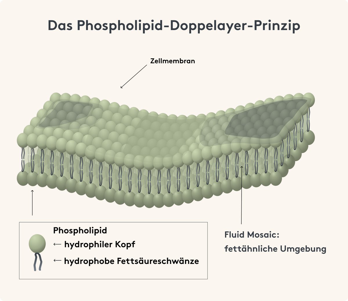 Das Phospholipid-Doppelayer-Prinzip Bild