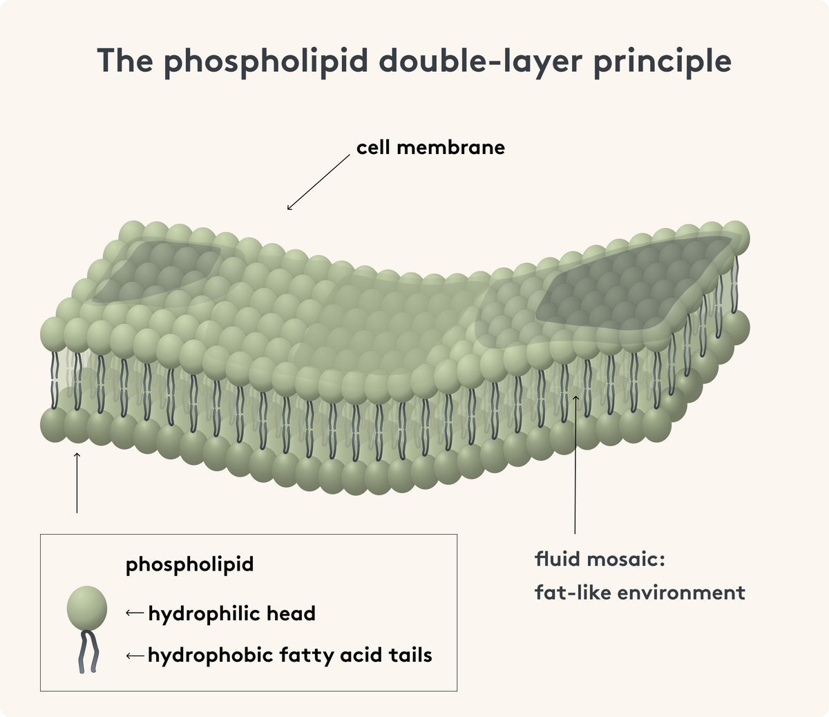 The phospholipid bilayer principle image