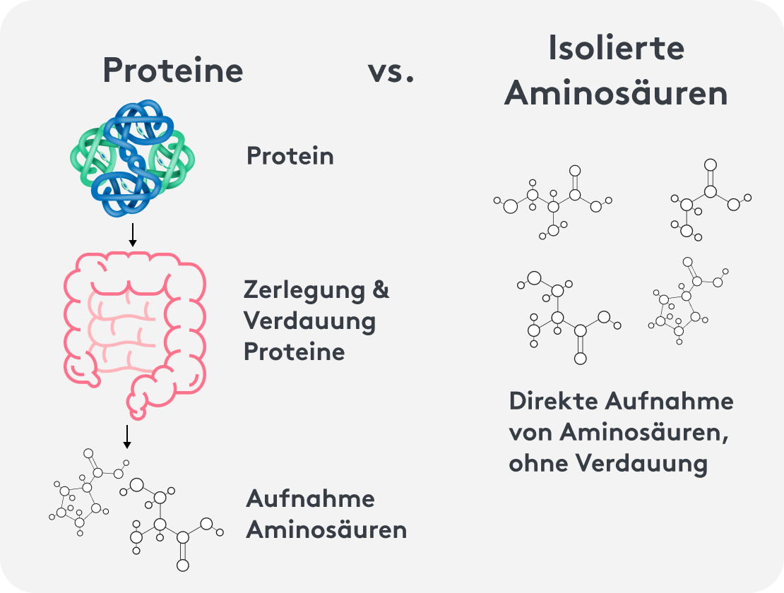 Proteinaufnahme verdauung infografik