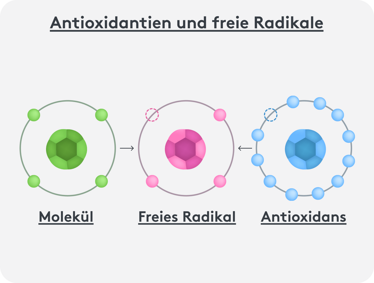 Grafische Darstellung der Wirkung von Antioxidantien auf freie Radikale