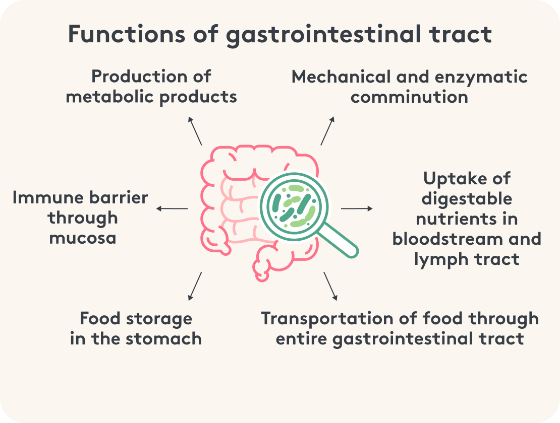 Gastrointestinal tract functions graphic