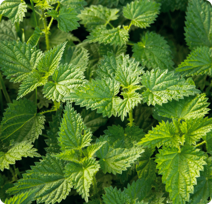 Nettle, teas, herbs for detoxification, detox cure