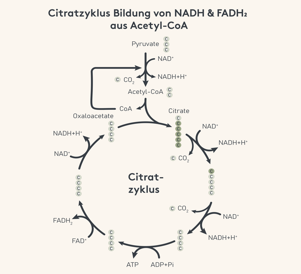 Citratzyklus NADH, FADH2 aus Acetyl-CoA, Infografik, illustration