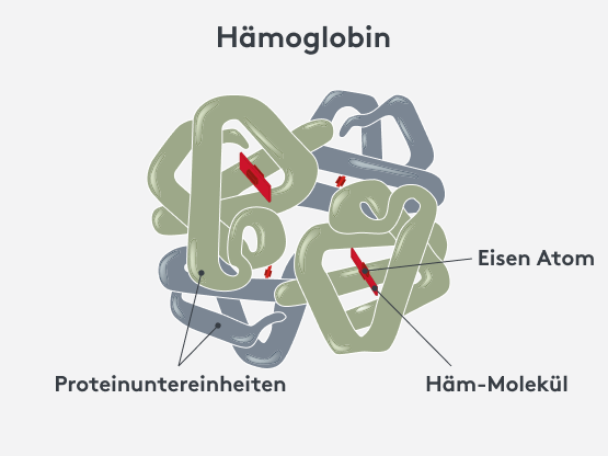 Aufbau von Hämoglobin
