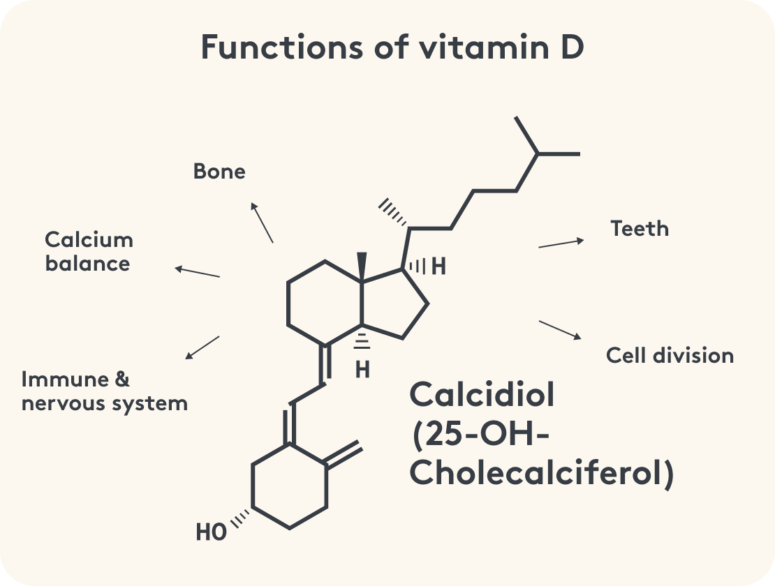 Vitamin D, functions, structural image