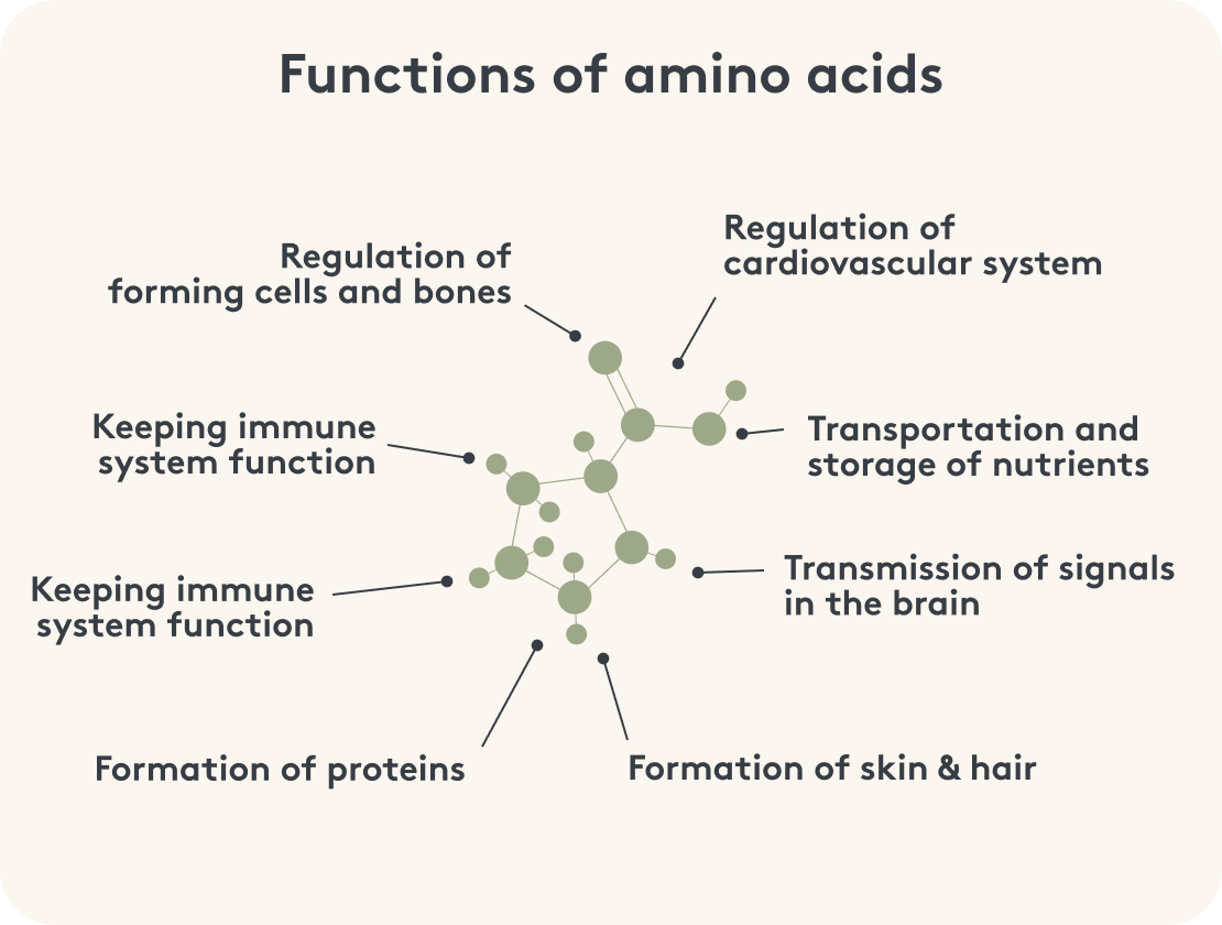 Infographic on the functions of amino acids