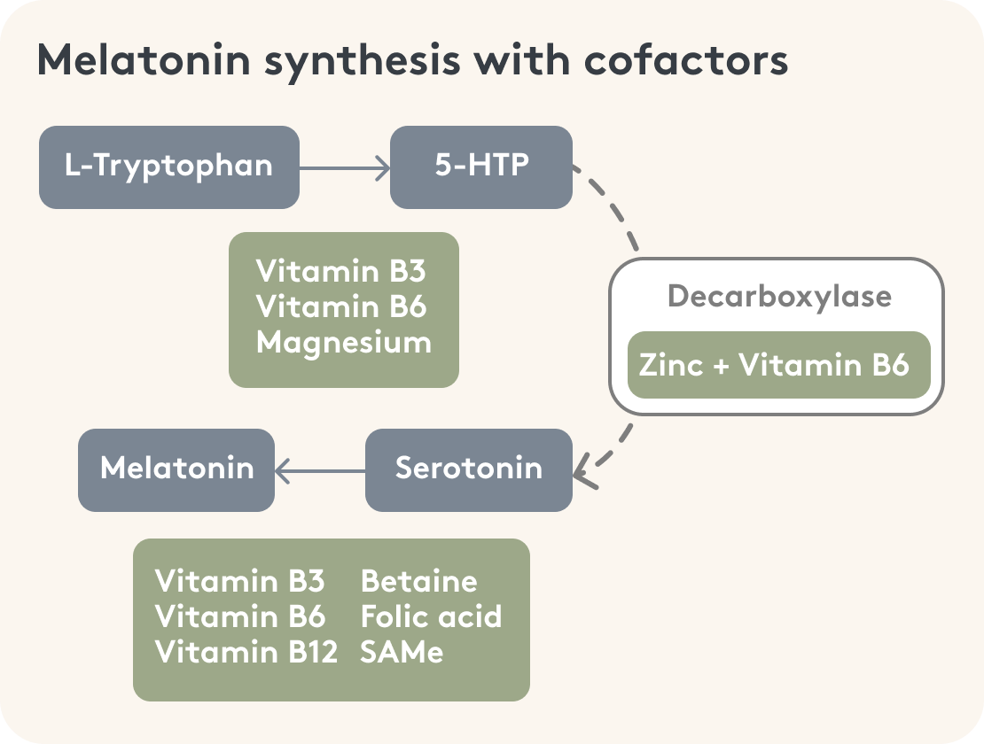 Grafische Darstellung der Melatoninbildung