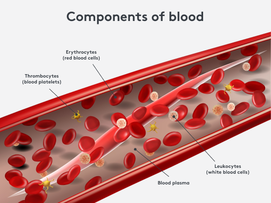 Graphic representation of blood components