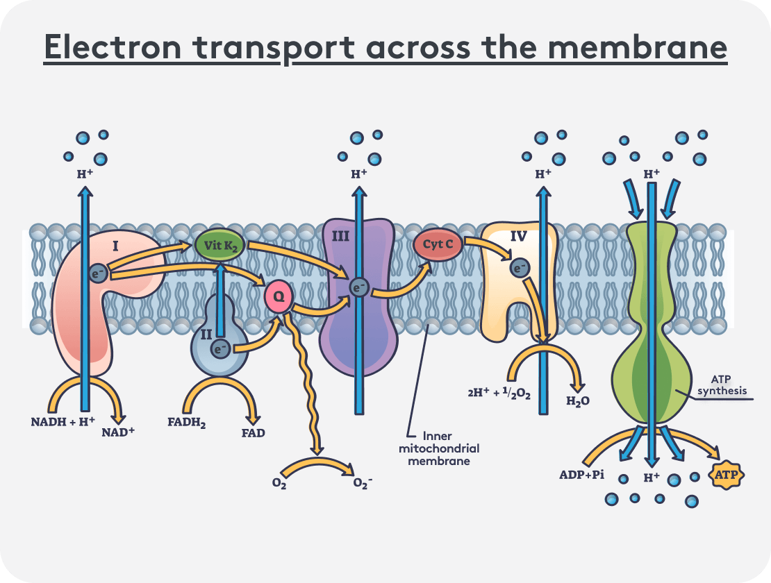Graphical representation of electron transfer in the respiratory chain across membranes