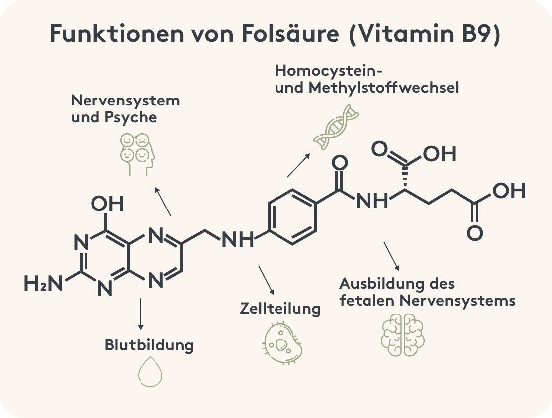 b9 Folsäure, Funktionen, Infografik, B-Vitamine, Bild
