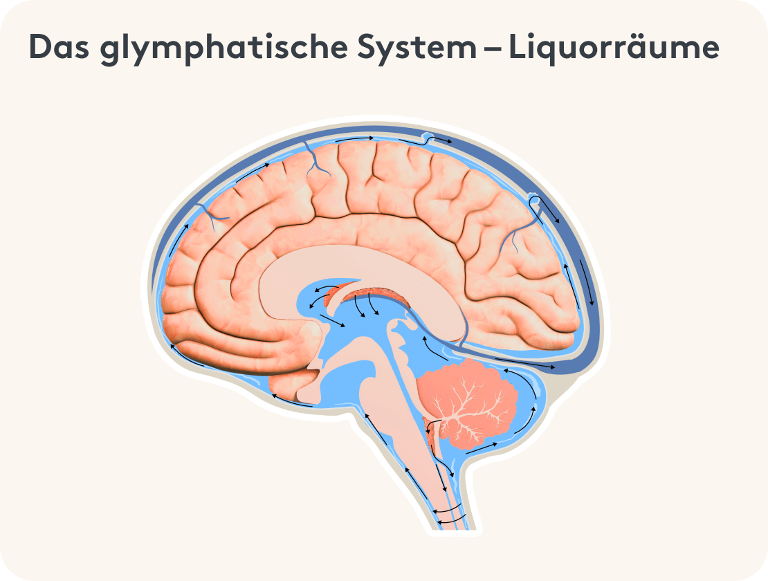 Darstellung des glymphatischen Systems im Gehirn