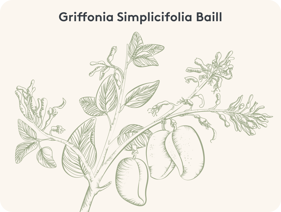 Grafische Abbildung einer Griffonia simplicifolia