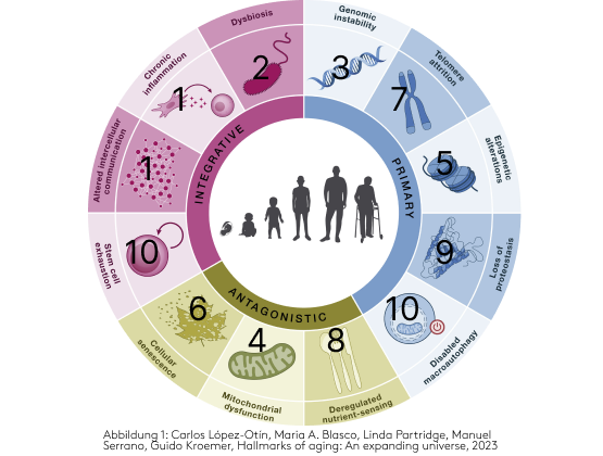 Hallmarks of Aging Grafik, Zellen Resilienz