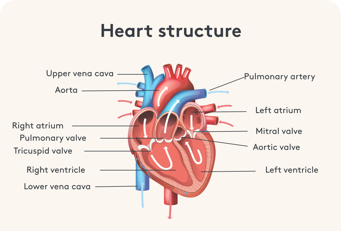 Heart structure image