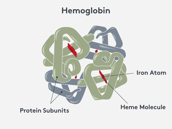 Structure of hemoglobin