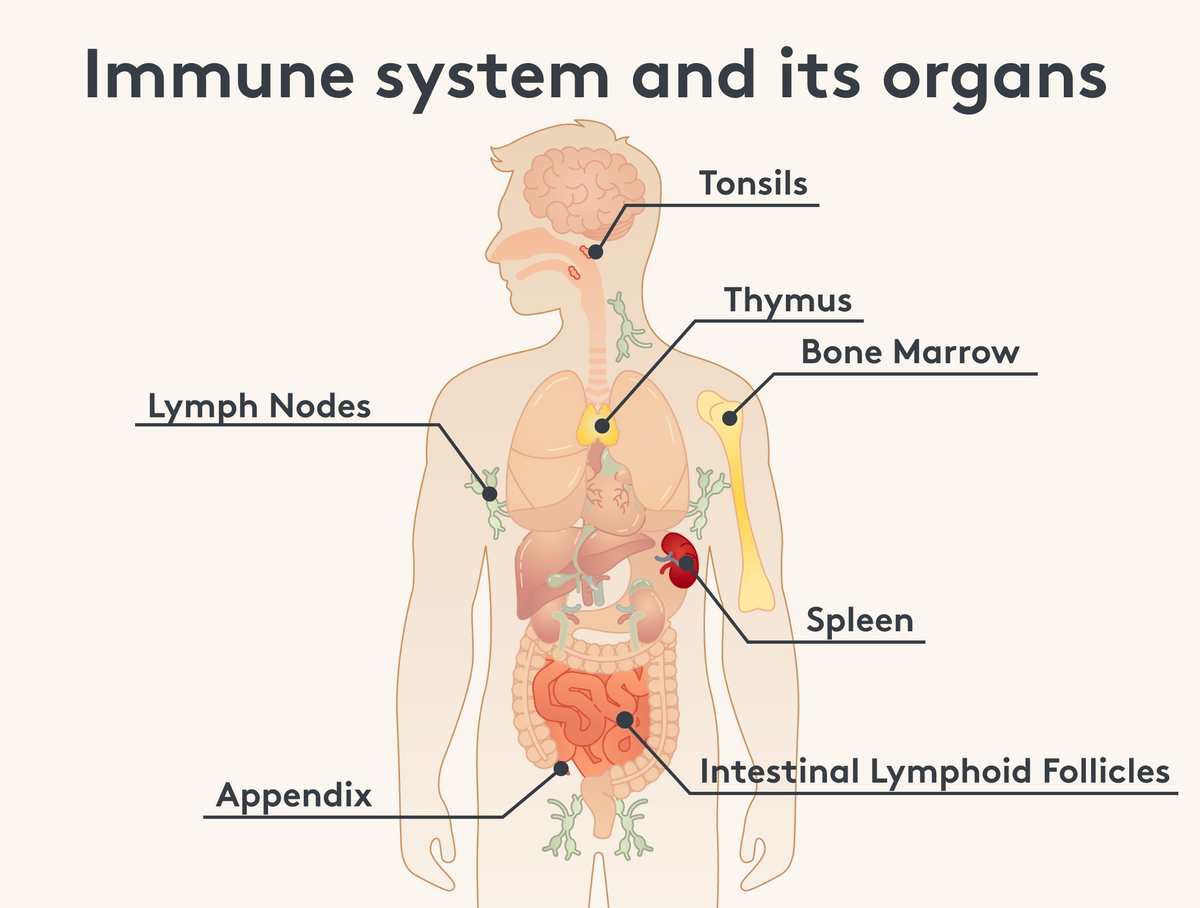 Representation of the organs of the immune system. Image Description