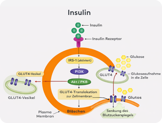 Insulin Transportweg, Funktionsweise, Grafik, Darstellung