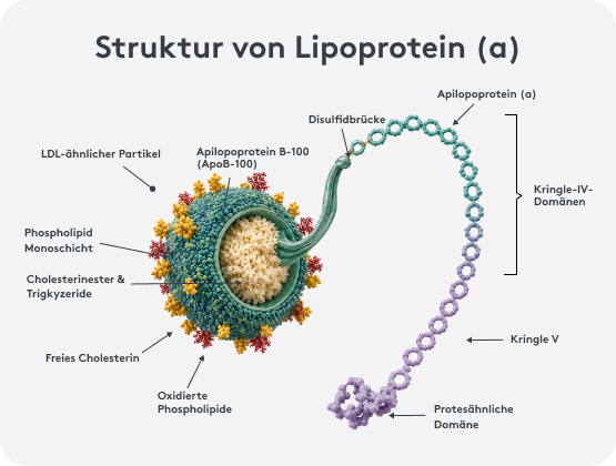Struktur von Lipoprotein a