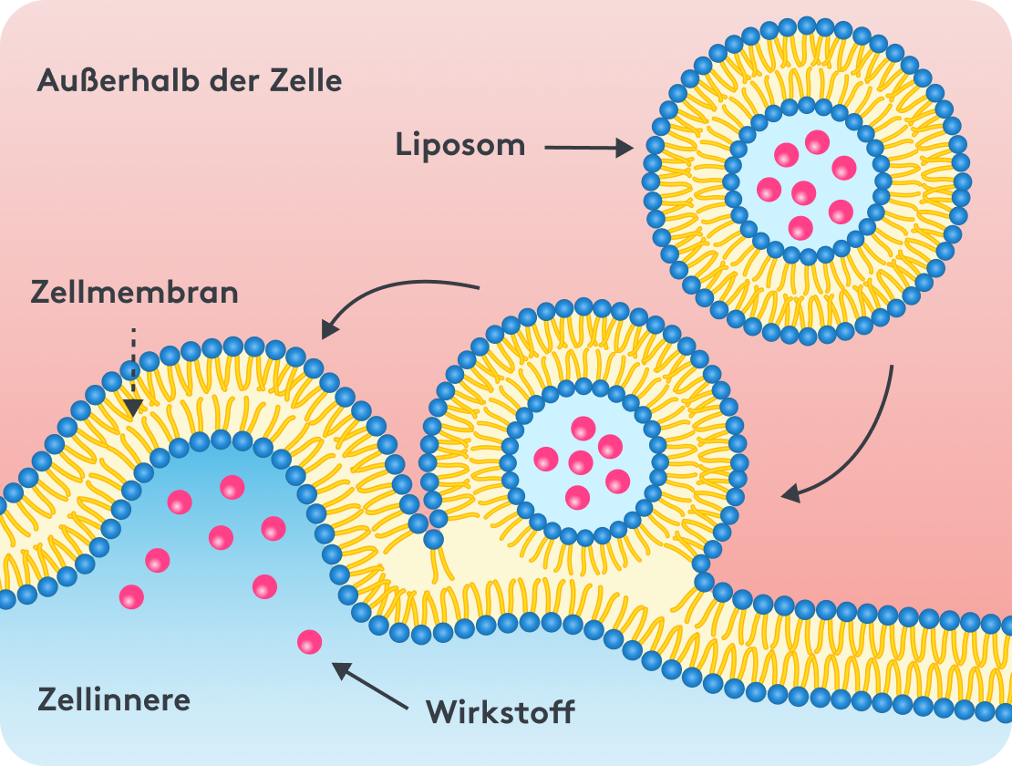 Grafische Darstellung der Entstehung eines Vesikels