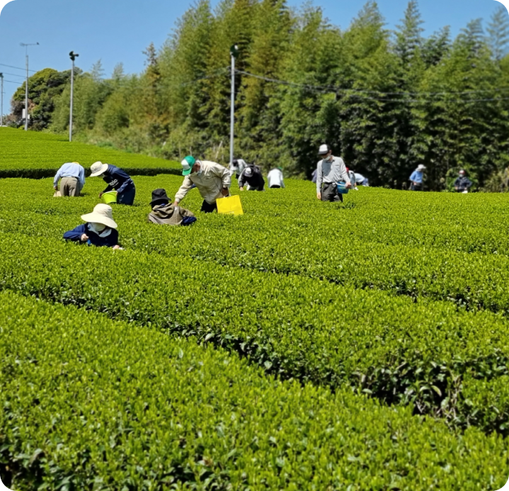 Matcha Felder in Japan