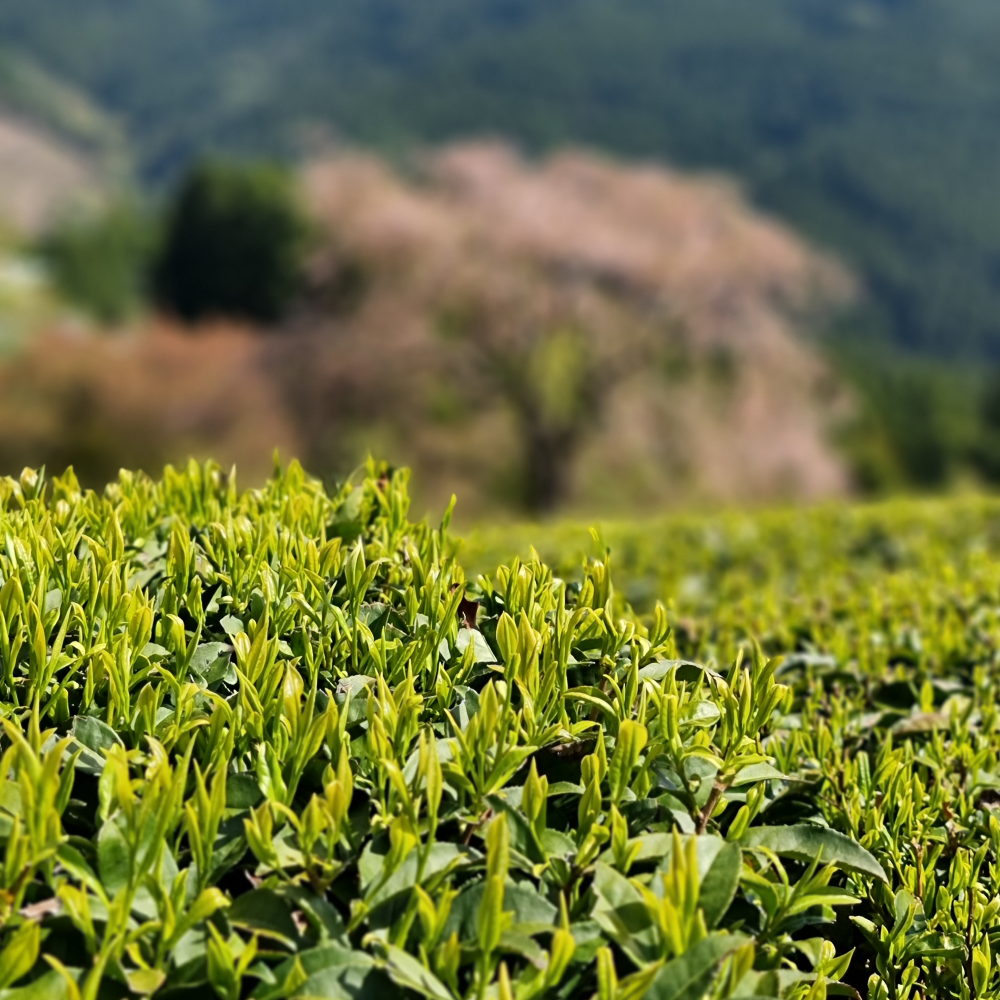 Grüner Tee Pulver, Imperial Matcha mit Bambusbeesen, Chasen, Matchabesen