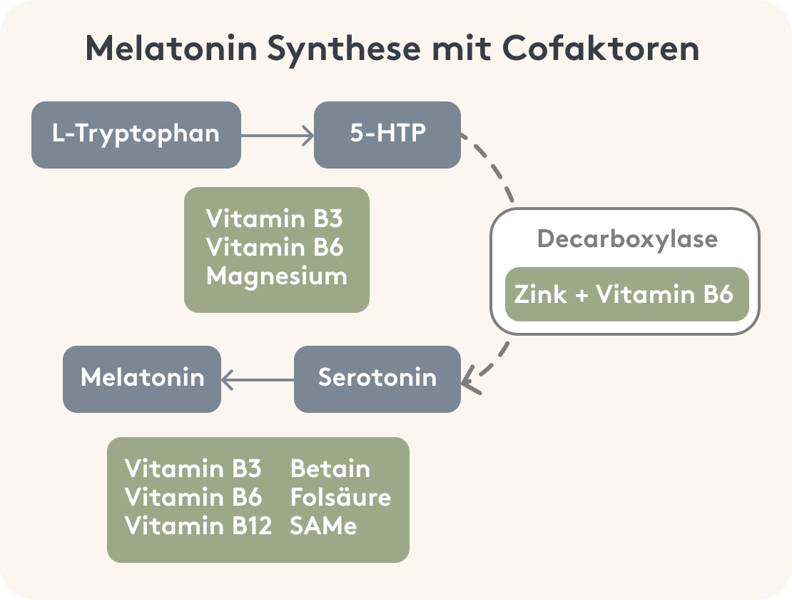 Grafische Darstellung der Melatoninbildung