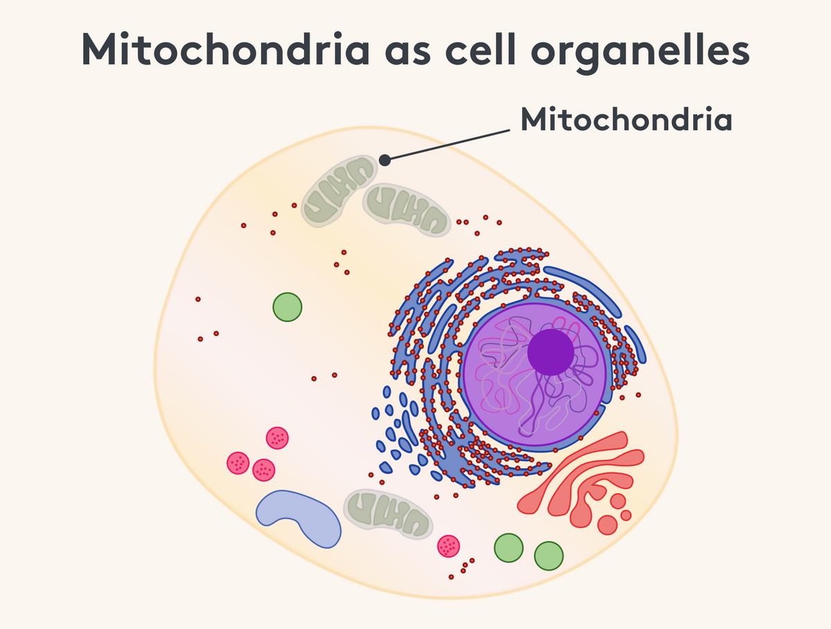 Mitochondria in Cell Infographic