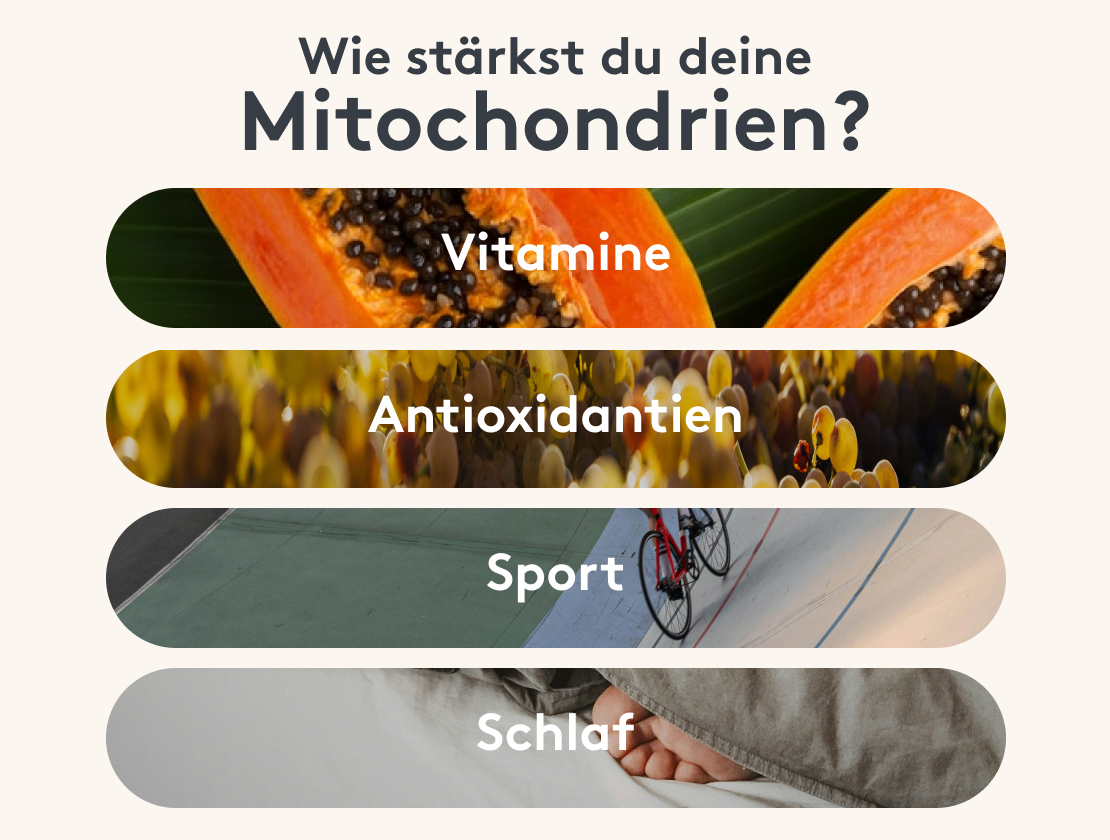 Infografik Mitochondrien Stärken Vitamine Antioxidantien Sport Schlaf