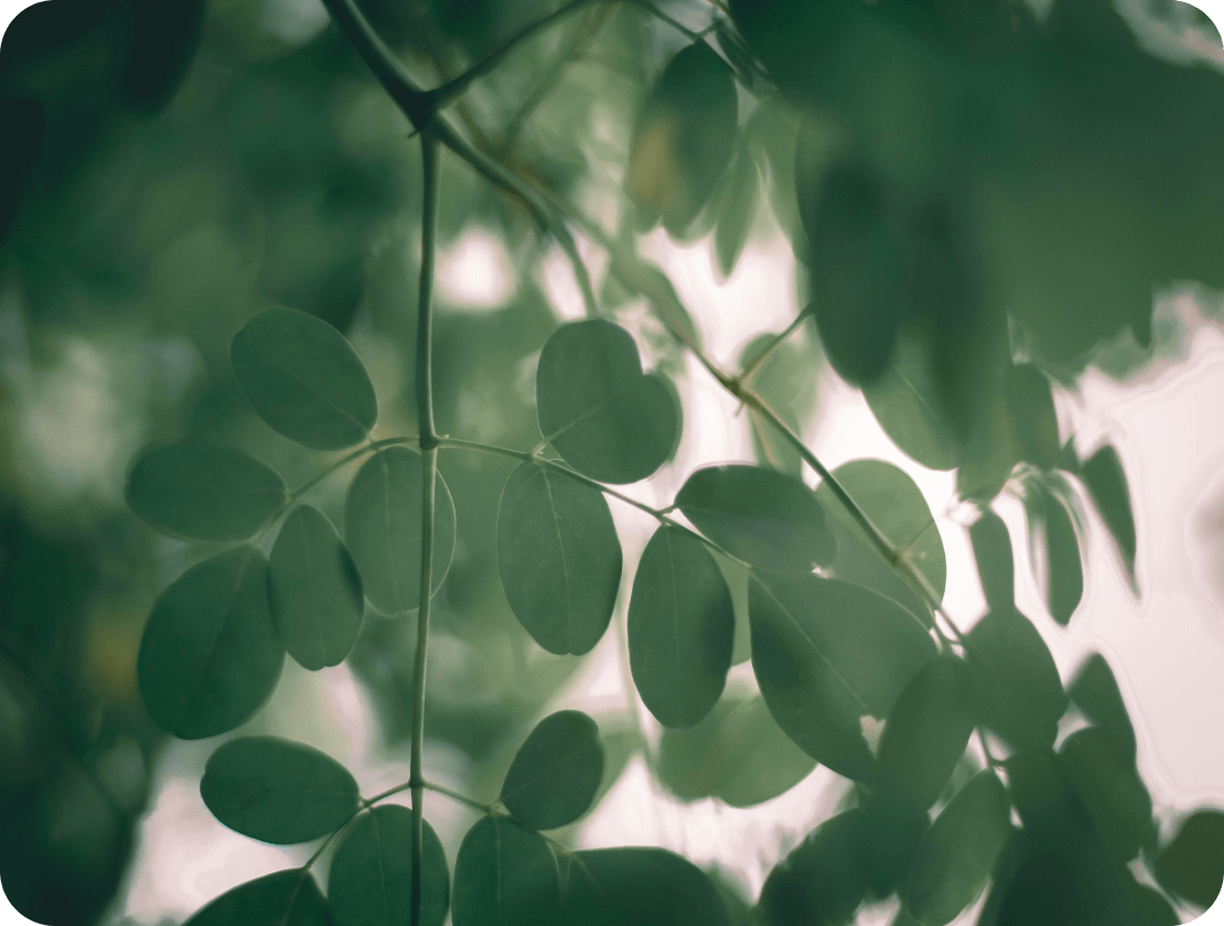 Moringa Blatt Pflanze Heilmittel Bild
